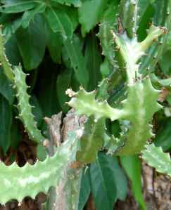 thorns